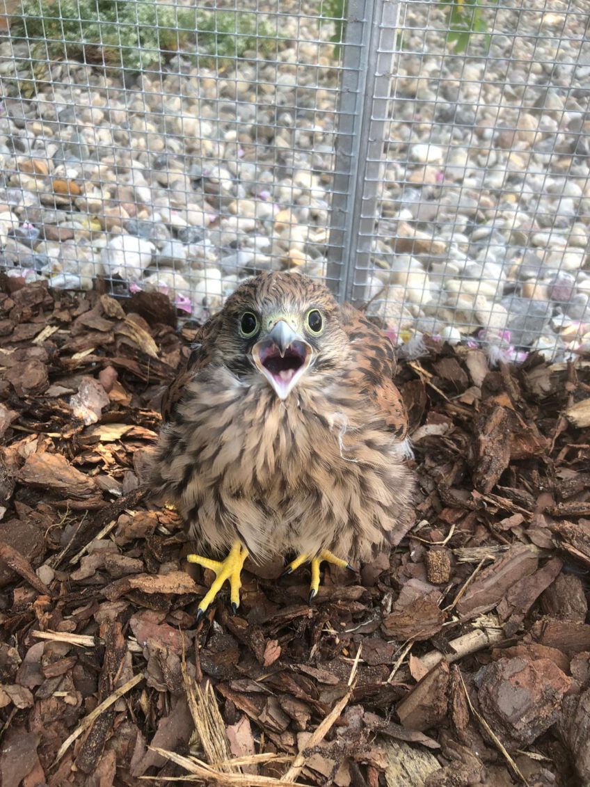 Turmfalke gerettet