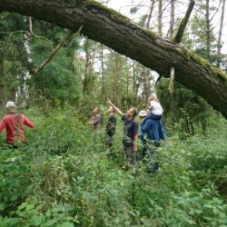 Vorselsuche im Wald